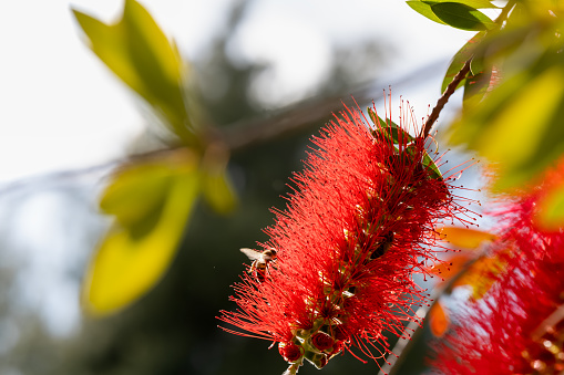 The bee on a red Crimson bottlebrush flower