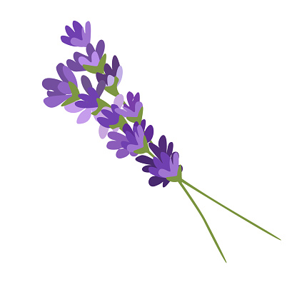 Two sprigs of lavender flowers isolated on a white background. Hand drawn vector illustration. A fragrant natural lavender wedding decor. Beautiful design element for card, goods, cosmetic.