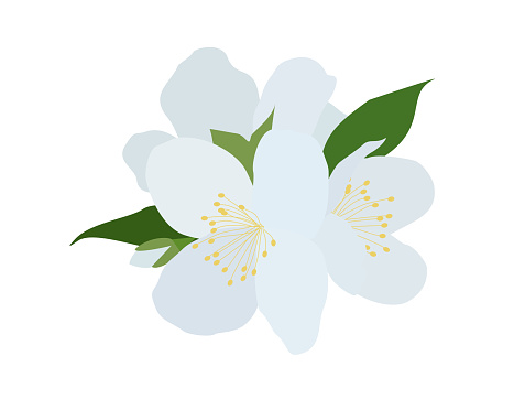 Flat jasmine flower. Hand drawn floral vector illustration isolated on white background. Botanical wedding design element. Scented plant Decoration, postcard, invitation, textile, t shirt.