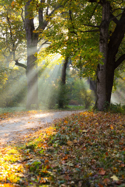 istock Jogging track in the sunlight park autumn 1495079069