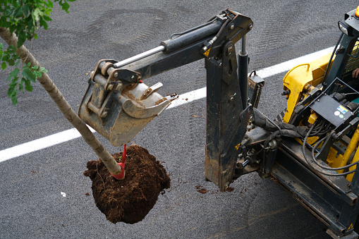 Transporting the tree with Excavator at Road Construction Site as decorative final works. It is in Ljubljana, Slovenia. High angle view.