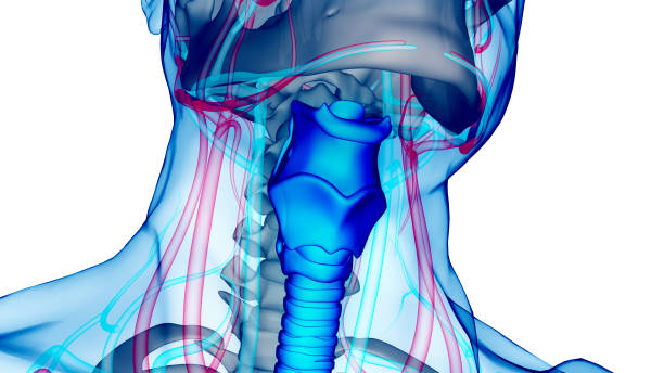 istock Human Respiratory System Larynx and Pharynx Anatomy 1495081064