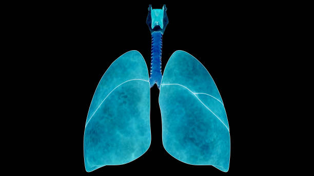 istock Human Respiratory System Lungs Anatomy 1495081153