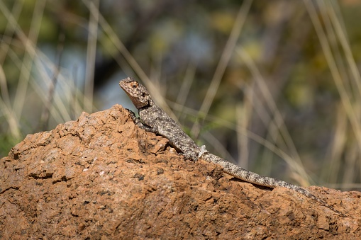 A closeup shot of a tuatara lizard on a brown rock
