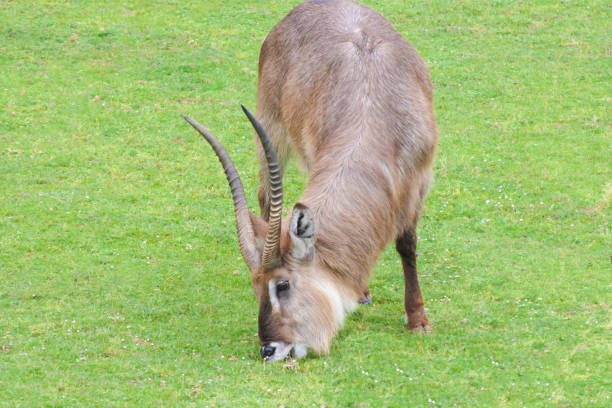 A close up of an antelope sitting down.