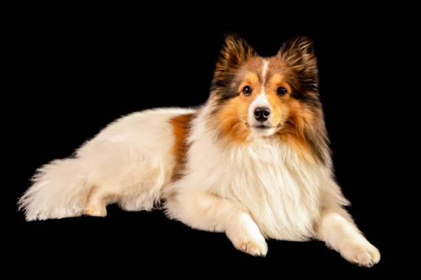 istock Shetland Sheepdog CHW sable isolated on black background 1495082906