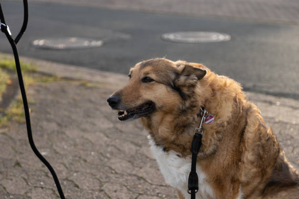 istock dog outside dog leash sunrise sidewalk 1495082925