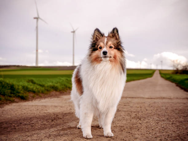 istock Shetland Sheepdog Sheltie sable on a road with windmills in the background 1495083030