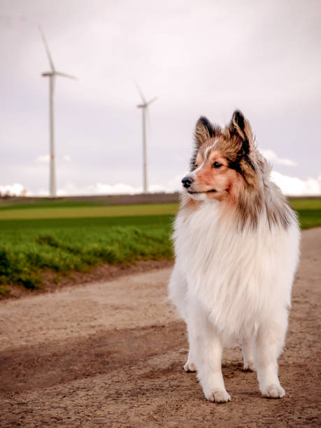 istock Shetland Sheepdog Sheltie sable on a road with windmills in the background 1495083085