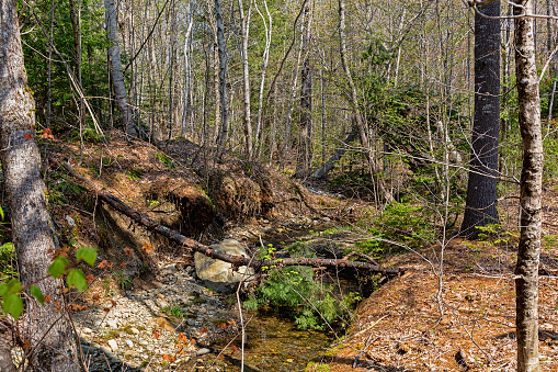 Early morning view of a small feeder stream to the Ducktrap River on a late spring day.
