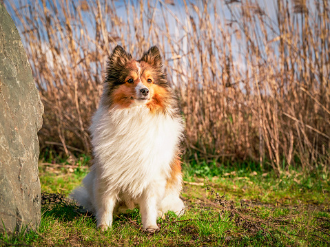 Puppy  Corgi dog  in a field