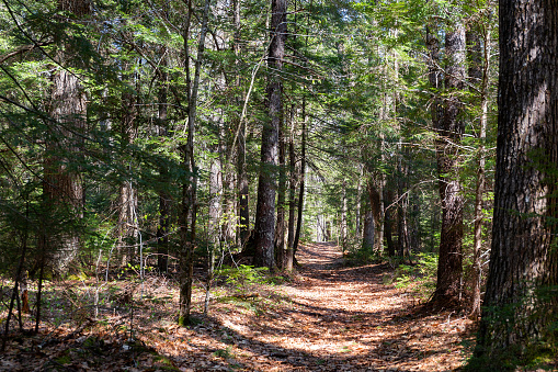 View of the tree lined trail of Ducktrap River in Lincolnville Maine.