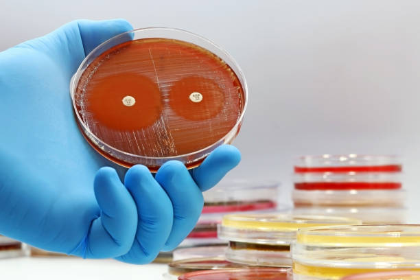 el aumento de infecciones bacterianas resistentes a los antibióticos. súper errores. una placa de petri de cultivo microbiológico con bacterias y una prueba de resistencia a antibióticos - mrsa bacterium streptococcus staphylococcus fotografías e imágenes de stock