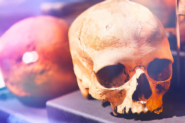 istock human skull photography 1495084045