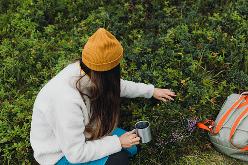 Female with backpack in yellow hat enjoying a summer day by picking up the wild blueberry in the mountains of Lofoten, Nordland, Northern Norway