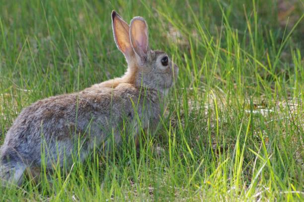 istock a rabbit sitting in a field full of grass and water 1495086255