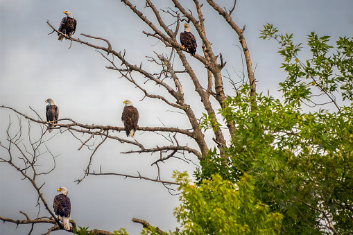 The Steller's sea eagle is the largest eagle in the world, and one of the largest raptors. It is found in coastal regions of the North Pacific Ocean, from Russia to Japan to Alaska. Steller's sea eagles are piscivores, and their diet consists mainly of salmon and other fish.