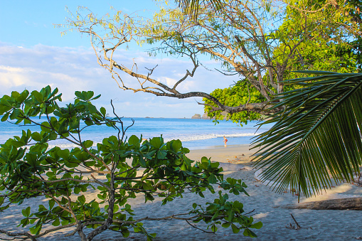 View through the tropics plant branches on the sand beach Manuel Antonio of the Pacificocean