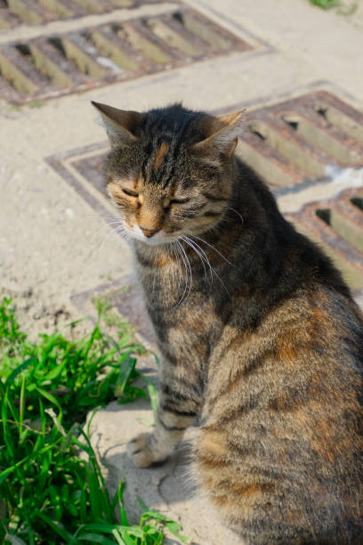 istock tabby cat on the sunny street 1495086982