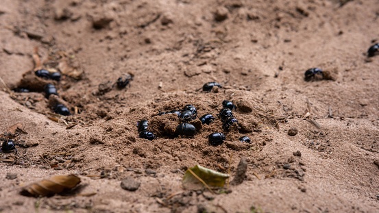 A group of small black ants huddled together in a pile, standing on a pile of dirt