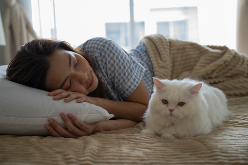 Single Asian woman sleeping on bed with a white cat sitting beside waiting woman wake up from bed. Everyday morning with cat wake her up on bed, heelling, healty mind and wellbeing concept.