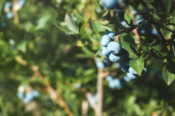 istock Fresh organic blueberrys on the bush. Place for text. 1495088579