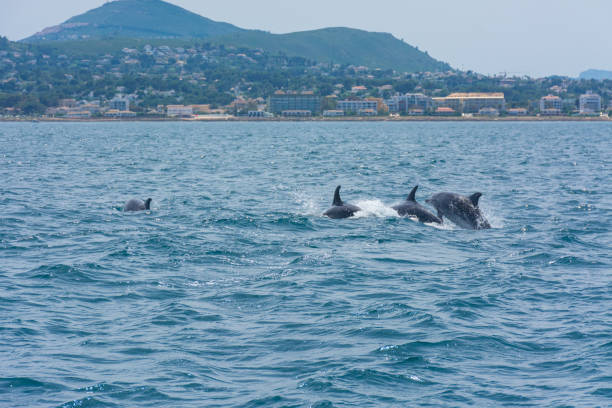 istock Dolphins off the coast of Javea 1495091824