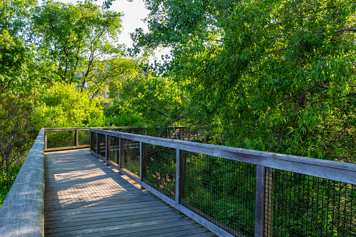Elevated wooden boardwalk winding through a dense wetland conservation park.