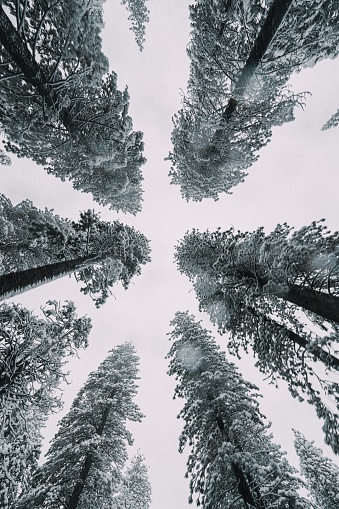 A stunning view of a tranquil winter forest featuring a snow-covered pine tree canopy seen from a low angle