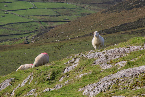 istock Landscape with green grassy meadows and fields and white sheep in Ireland 1495094098