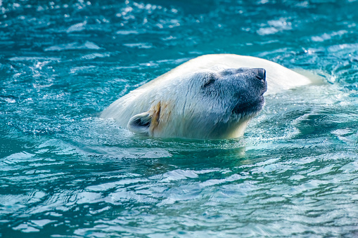 Big white polarbear in water, eating fish