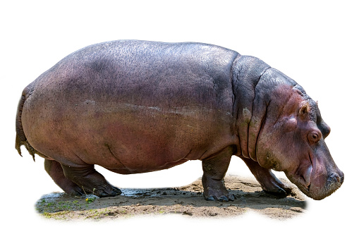 Pigmy hippo in white background