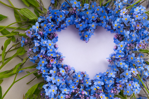 Forget-me-nots lie on white paper with copy space in the form of a heart. Heart from Forget-me-not pigeons. The concept of love for spring, tenderness. Banner, background of flowers, spring, congratul