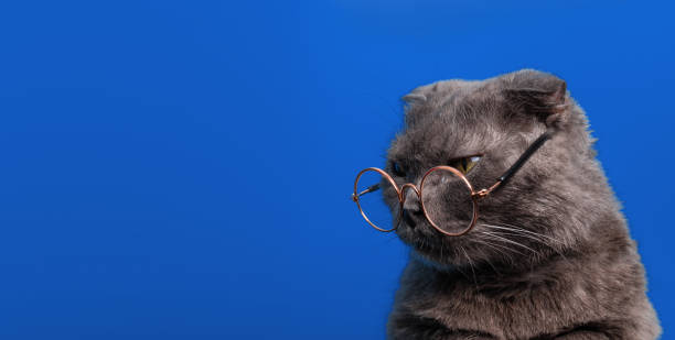 istock A cat in glasses sits at a black table on a blue background with copy space. Banner. 1495095290