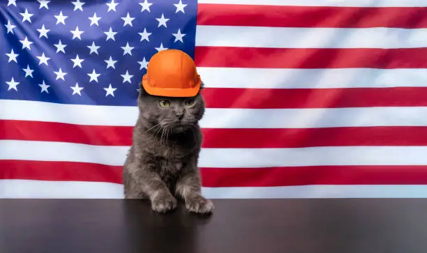 Gray fluffy cat in an orange construction helmet on the background of the American flag. Labor Day concept. builder cat