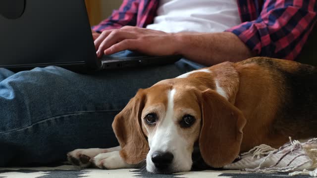 Working from home never felt so cozy with this furry companion by your side. large canine rests nearby while his owner works on a laptop in their cozy home environment.