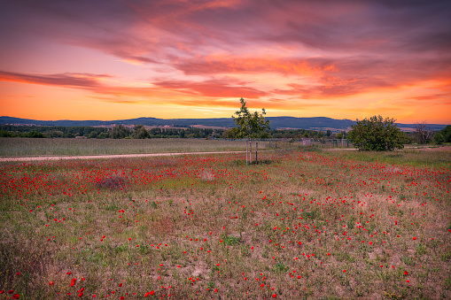Bird's-eye view of a red blooming poppy field in Rhineland-Palatinate/Germany in the evening