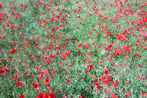 Poppy field in Hungary