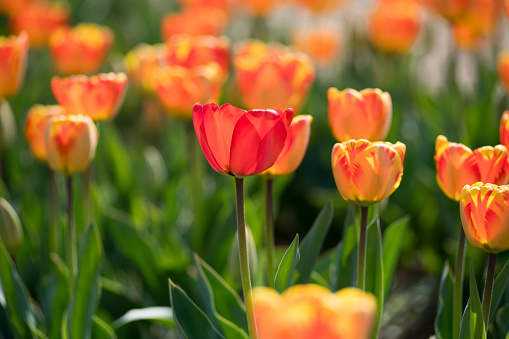 Colourful orange tulips growing outdoors in a field symbolic if spring and the new season