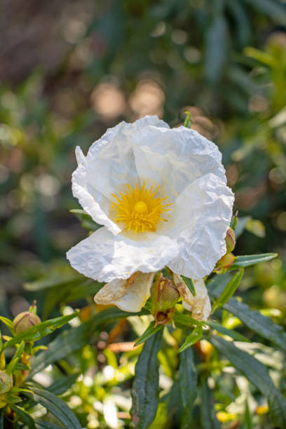 istock closeup of a rockrose flower 1495099511