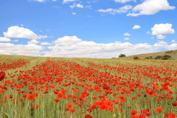 istock Poppy field under a blue sky 1495099539
