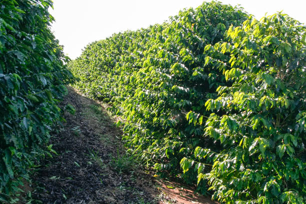 istock Farm coffee plantation in Brazil 1495100422