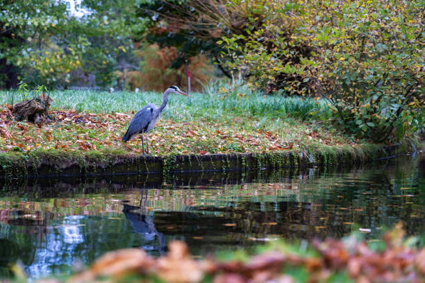 Copenhagen, Denmark - November 4, 2022: A grey heron in Frederiksberg Gardens.