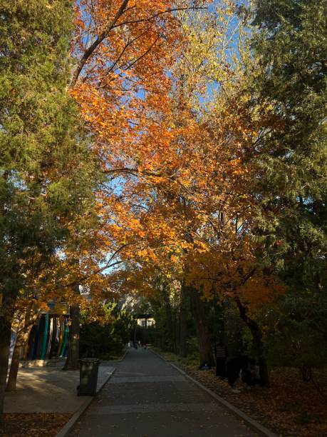 istock The boulevard in autumn,beijing 1495102006