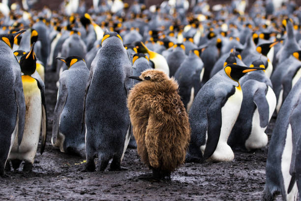istock King born to stand out 1495102238