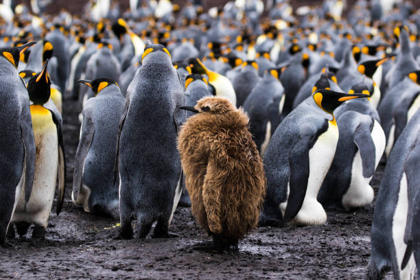 king born to stand out - antarctica penguin bird animal imagens e fotografias de stock