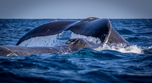 istock Whale fluke and blow hole 1495102287