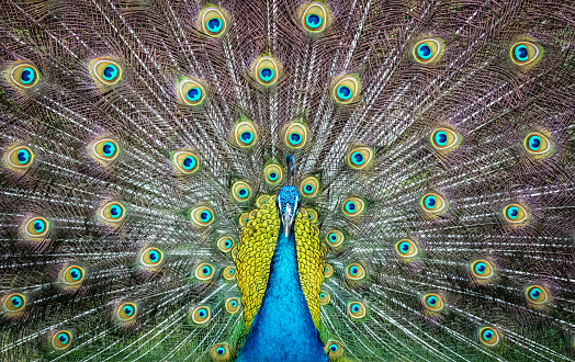 Portrait of the head of a peacock in blue from the front isolated against a green background, Germany