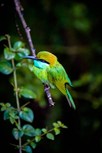 istock a bird is sitting on a branch in the dark sky 1495102636