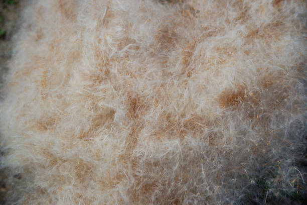 istock Natural background. Reed fluff with grains. Mature reeds. 1495104121